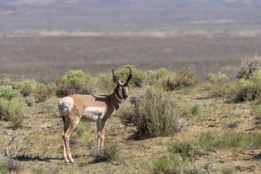 güzel pronghorn antilop buck kır