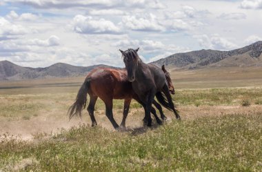 Uta çölünde savaşan bir çift vahşi at.