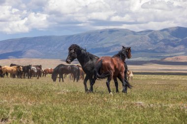 Uta çölünde savaşan bir çift vahşi at.