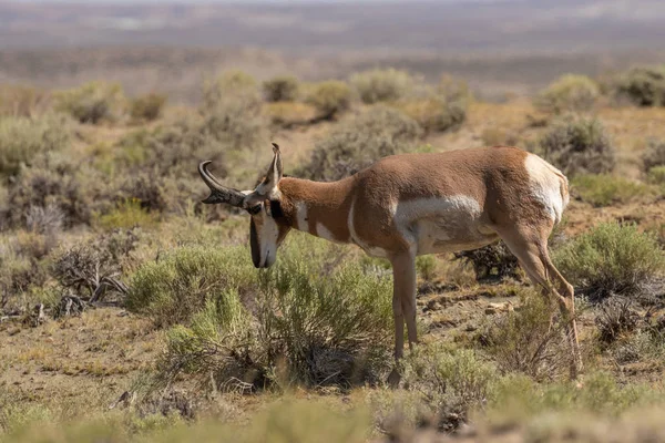 Una Bella Antilope Buck Pronghorn Sulla Prateria — Foto Stock