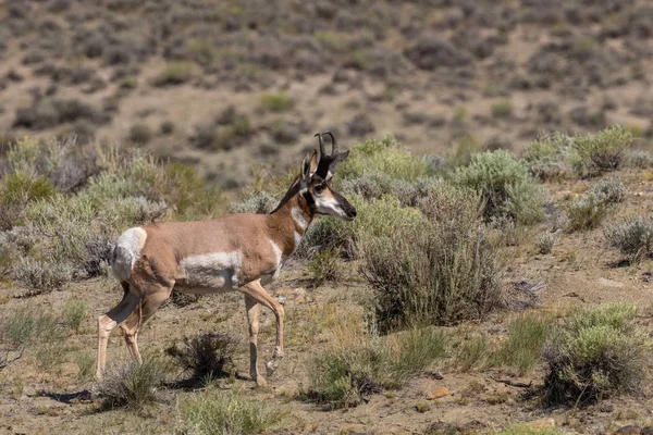 Pěkný Antilopa Vidloroh Americký Dolar Prérii — Stock fotografie