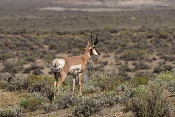 Una Bella Antilope Buck Pronghorn Sulla Prateria — Foto Stock