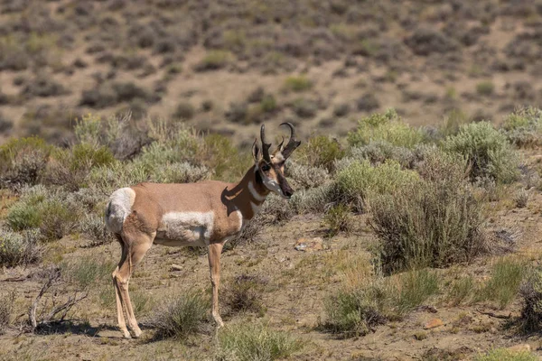 Una Bella Antilope Buck Pronghorn Sulla Prateria — Foto Stock