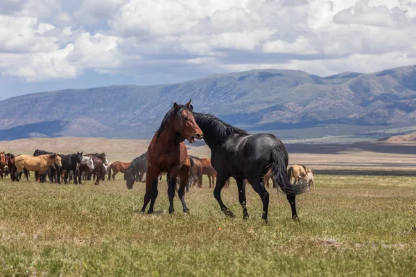 Pair Wild Horse Stallions Fighting Utah Desert — Stock Photo, Image