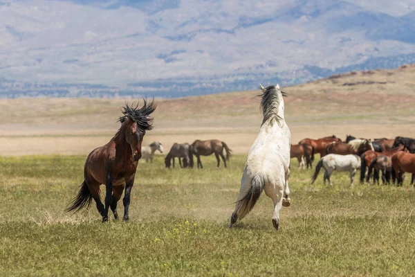 Wild Horse Stallions Fighting Utah Desert — Stock Photo, Image