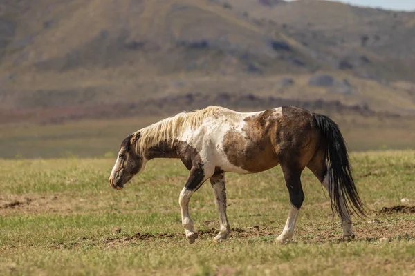Garanhão Cavalo Selvagem Deserto Utah Verão — Fotografia de Stock