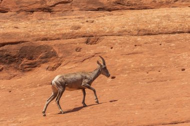 bir çöl bighorn koyun ewe