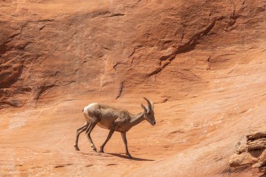 bir çöl bighorn koyun ewe