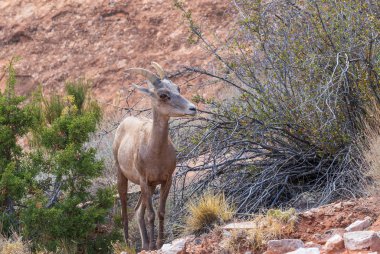 bir çöl bighorn koyun ewe