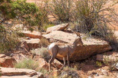 bir çöl bighorn koyun ewe