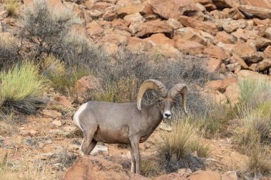güzel çöl bighorn koyun ram