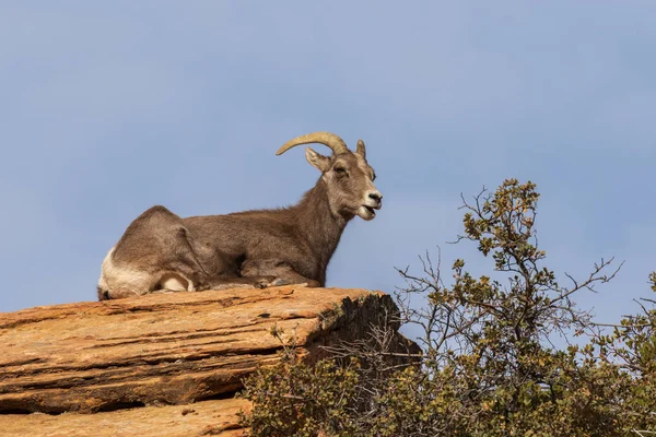 Uma Ovelha Bighorn Deserto Ovelha — Fotografia de Stock