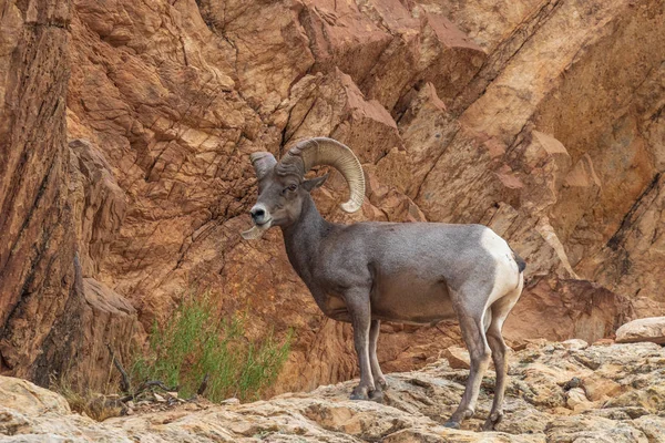 Bonito Carnero Oveja Del Desierto —  Fotos de Stock