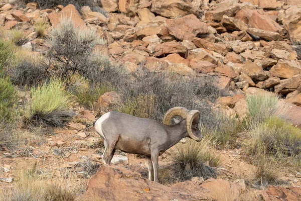 Bonito Carnero Oveja Del Desierto —  Fotos de Stock