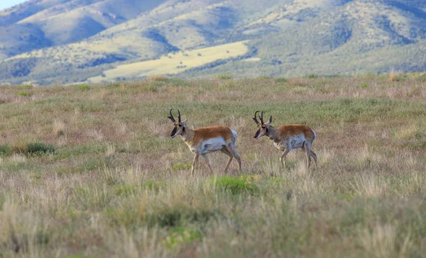 Bel Pronghorn Antilope Bucks Sulla Prateria Dell Arizona — Foto Stock