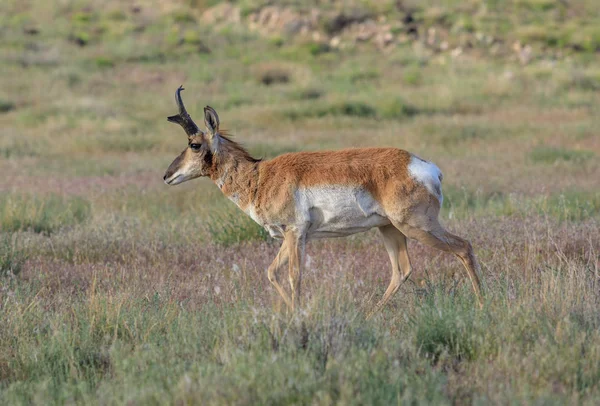 Een Mooie Gaffelbok Antelope Bok Prairie Van Arizona — Stockfoto