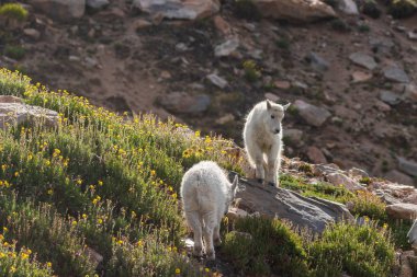 Mount Evans Colorado sevimli dağ keçisi çocuklar bir çift