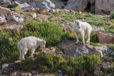 Mount Evans Colorado sevimli dağ keçisi çocuklar bir çift
