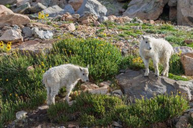 Mount Evans Colorado sevimli dağ keçisi çocuklar bir çift