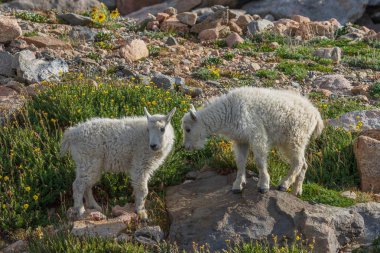 Mount Evans Colorado sevimli dağ keçisi çocuklar bir çift