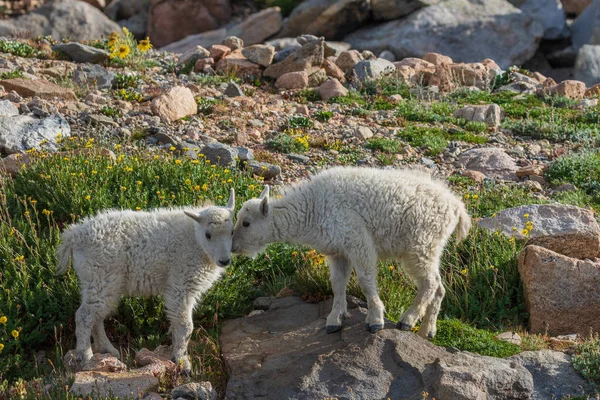 Par Lindos Cabritos Cabra Montaña Mount Evans Colorado — Foto de Stock