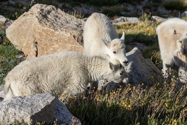 Egy Pár Aranyos Hegyi Kecske Kids Mount Evans Colorado — Stock Fotó