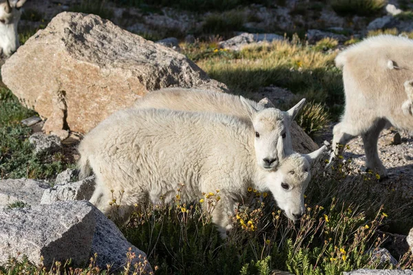 Par Bonitos Cabritos Montanha Monte Evans Colorado — Fotografia de Stock