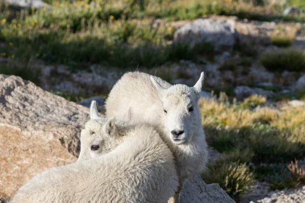 Egy Pár Aranyos Hegyi Kecske Kids Mount Evans Colorado — Stock Fotó