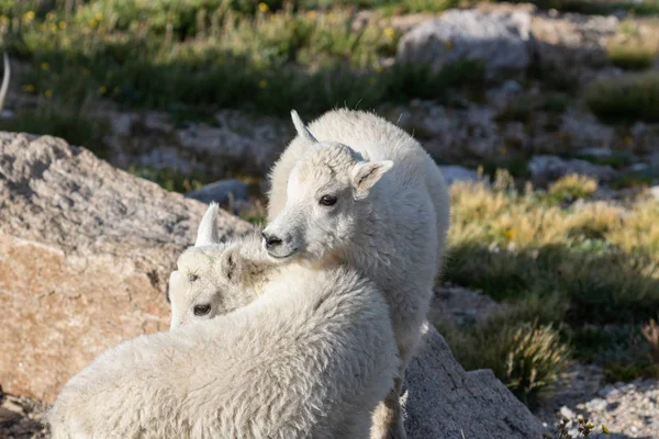 Par Lindos Cabritos Cabra Montaña Mount Evans Colorado — Foto de Stock