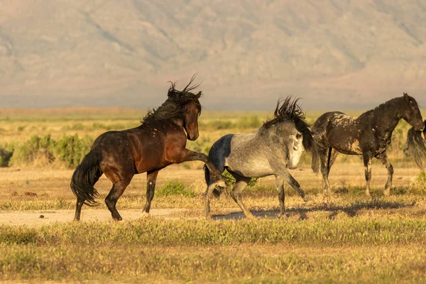 Cavalli Selvaggi Che Combattono Nel Deserto Dello Utah — Foto Stock