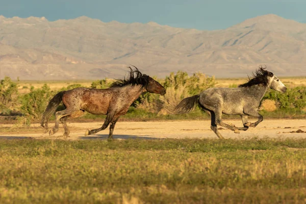 ユタ州の砂漠での戦闘の野生の馬 — ストック写真