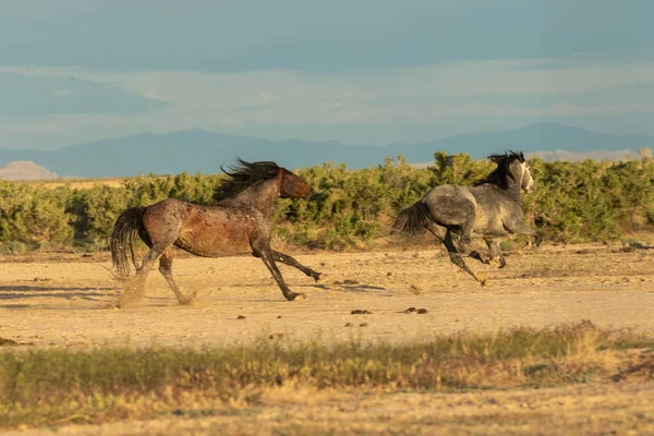 Wild Horses Fighting Utah Desert — Stock Photo, Image
