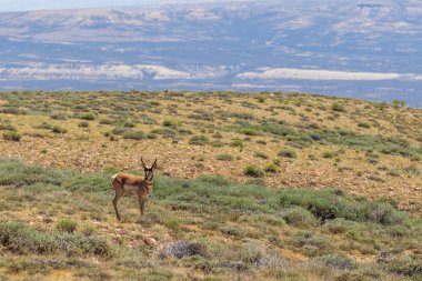 Colorado'da bir güzel pronghorn antilop buck