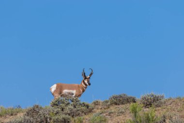 Colorado'da bir güzel pronghorn antilop buck