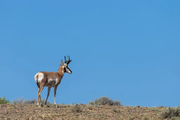 Bel Pronghorn Antilope Buck Colorado — Foto Stock