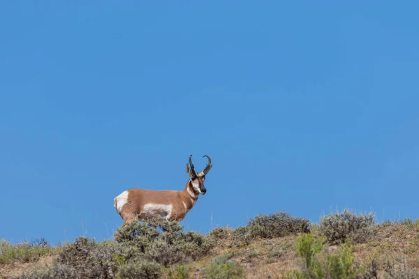 Ładne Pronghorn Antylopa Złotówki Colorado — Zdjęcie stockowe