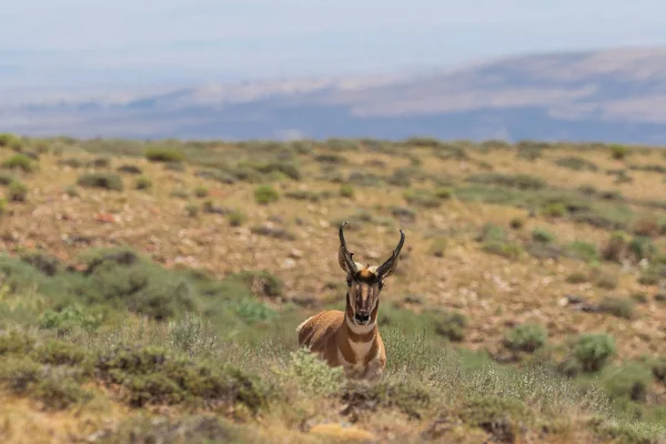 Pěkný Antilopa Vidloroh Americký Dolar Coloradu — Stock fotografie