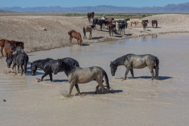Utah Çölü'nde bir ziyarette200 vahşi atlar sürüsü