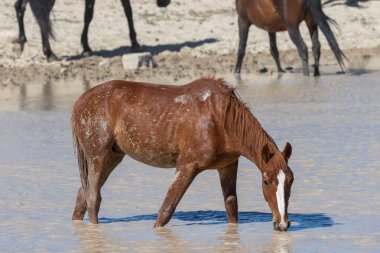 Utah Çölü'nde bir ziyarette200 vahşi atlar sürüsü