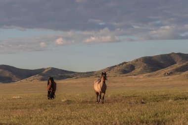 Yazın Utah çölünde görkemli vahşi atlar.