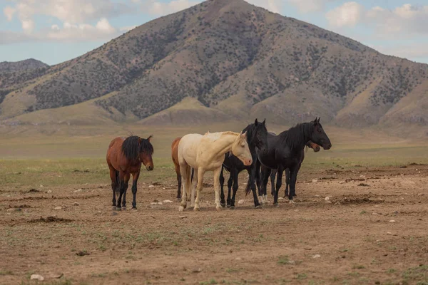 Maestosi Cavalli Selvatici Nel Deserto Dello Utah Estate — Foto Stock