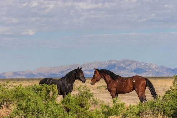 Majestic Wild Horses Utah Desert Summer — Stock Photo, Image