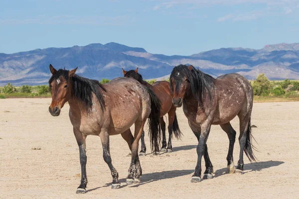 Majestatyczne Dzikie Konie Pustyni Utah Latem — Zdjęcie stockowe