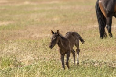Utah çölünde şirin bir at yavrusu.