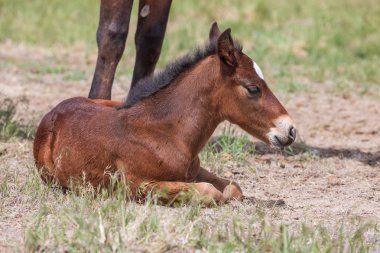 Utah çölünde şirin bir at yavrusu.