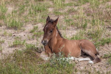Utah çölünde şirin bir at yavrusu.