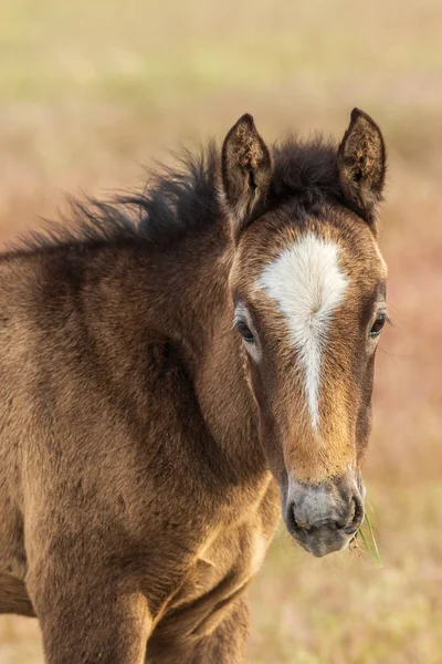 Potro Cavalo Selvagem Bonito Deserto Utah — Fotografia de Stock