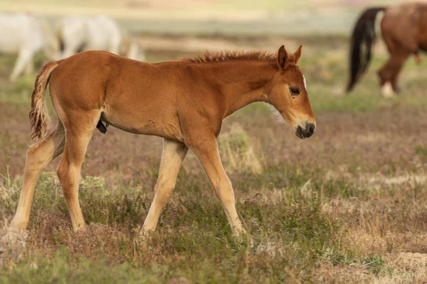 Cute Wild Horse Foal Utah Desert — Stock Photo, Image