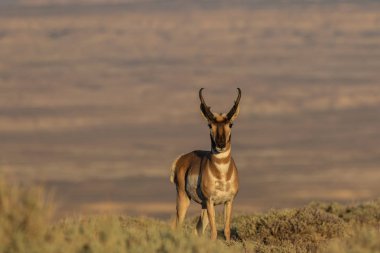  bir güzel pronghorn antilop dolar yüksek çölde