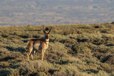  bir güzel pronghorn antilop dolar yüksek çölde